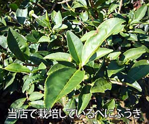 べにふうき茶樹写真