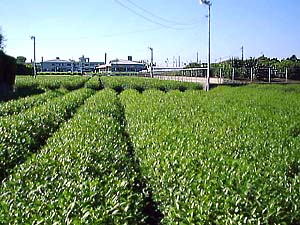 茶園写真