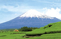 茶園写真